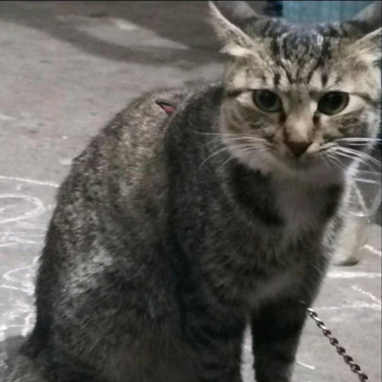 一只悲伤的猫猫