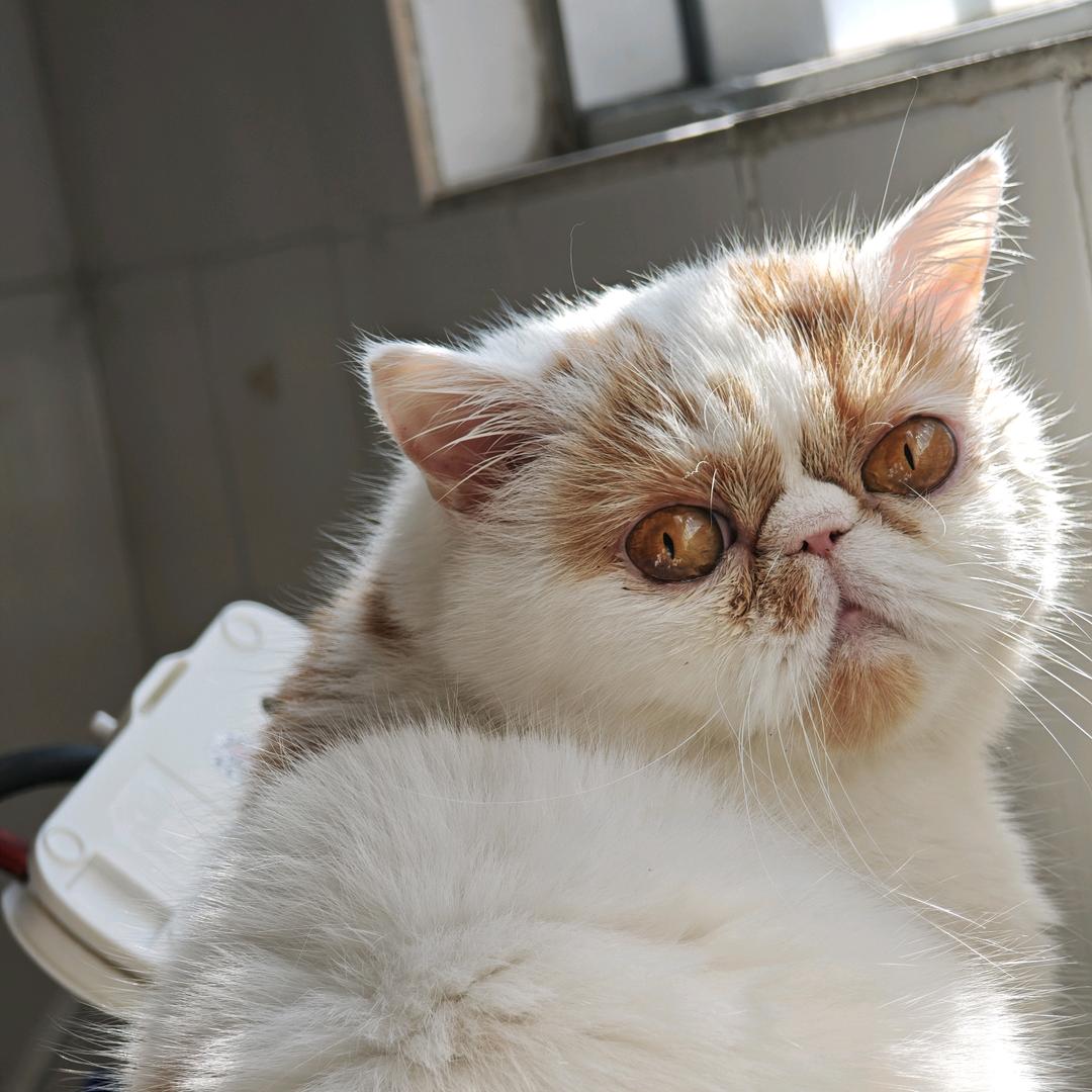 二胖坨🐈头像