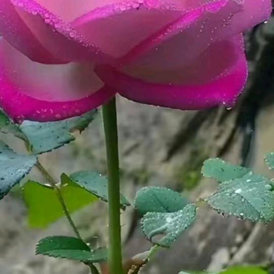 一生平安