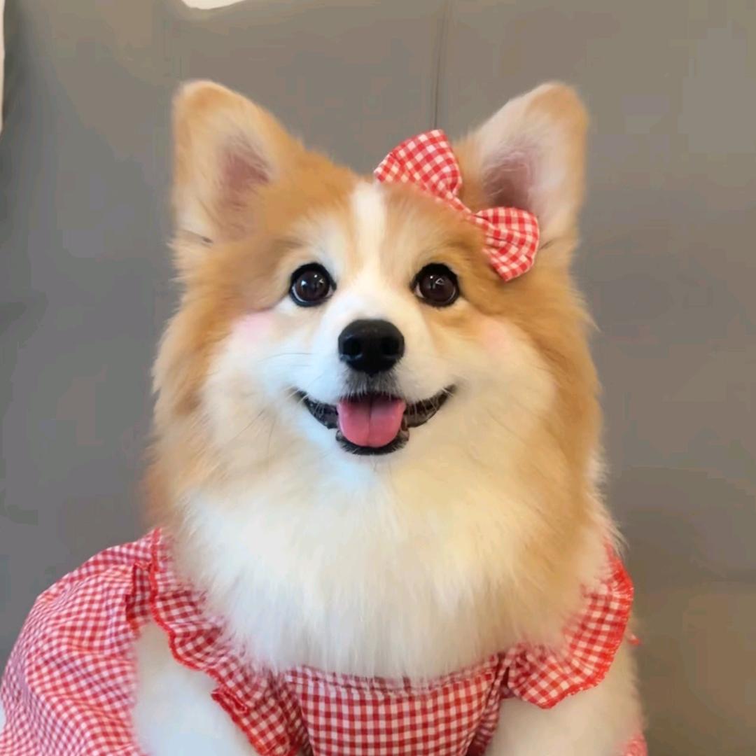 大星养狗