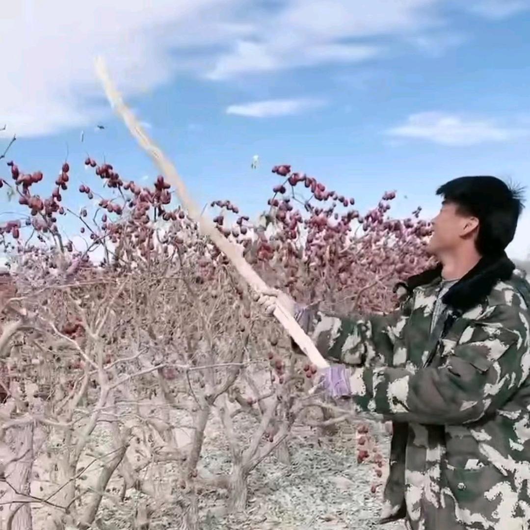 小张的红枣园（轩家和田大枣产地）