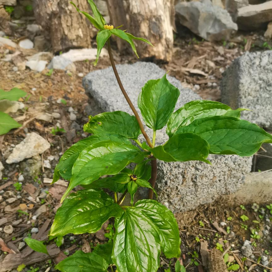 大山里的宝爸