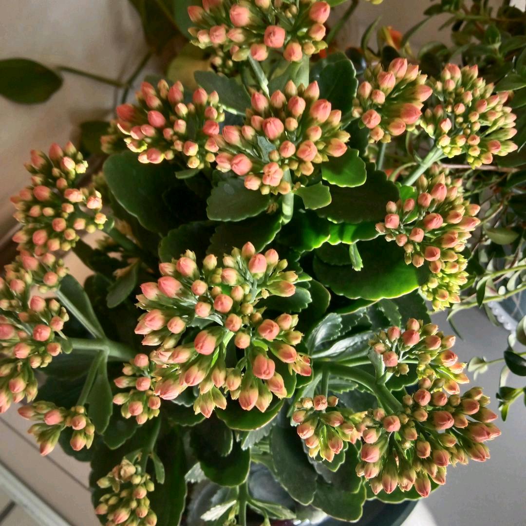 花开金秋