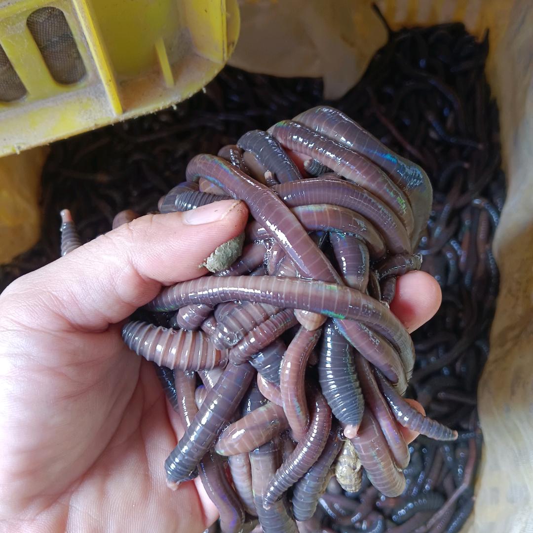 靖妮珊渔料优品店