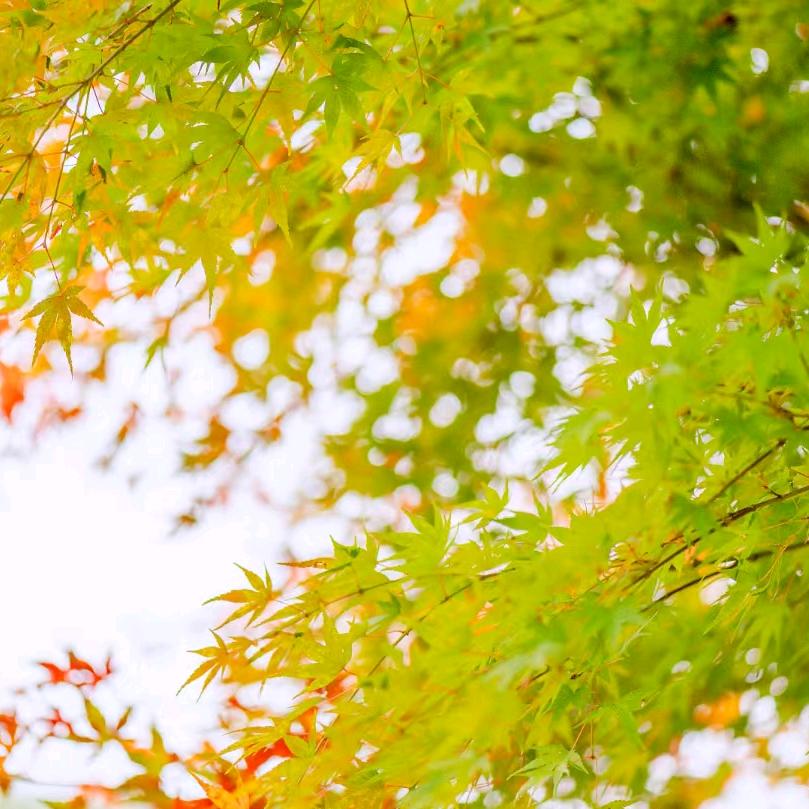 金色枫叶🍁