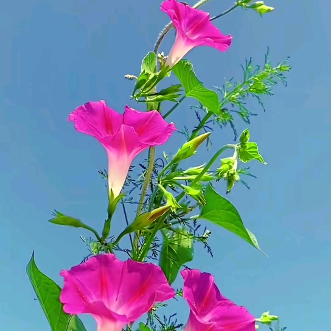 ✨感动的那一瞬间✨🌻