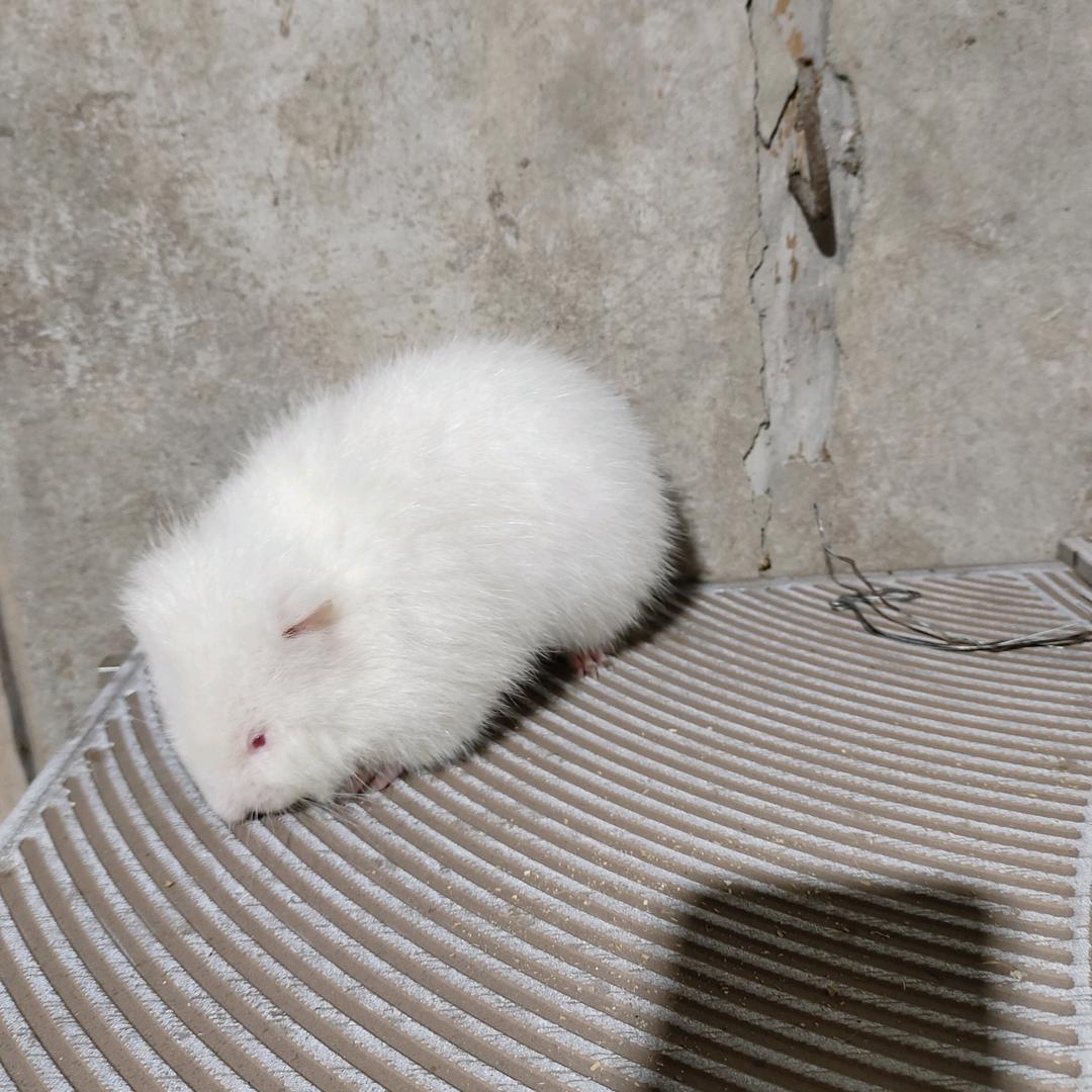 启蒙小林竹鼠养殖