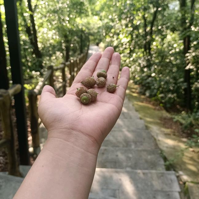 苦瓜大队新成员