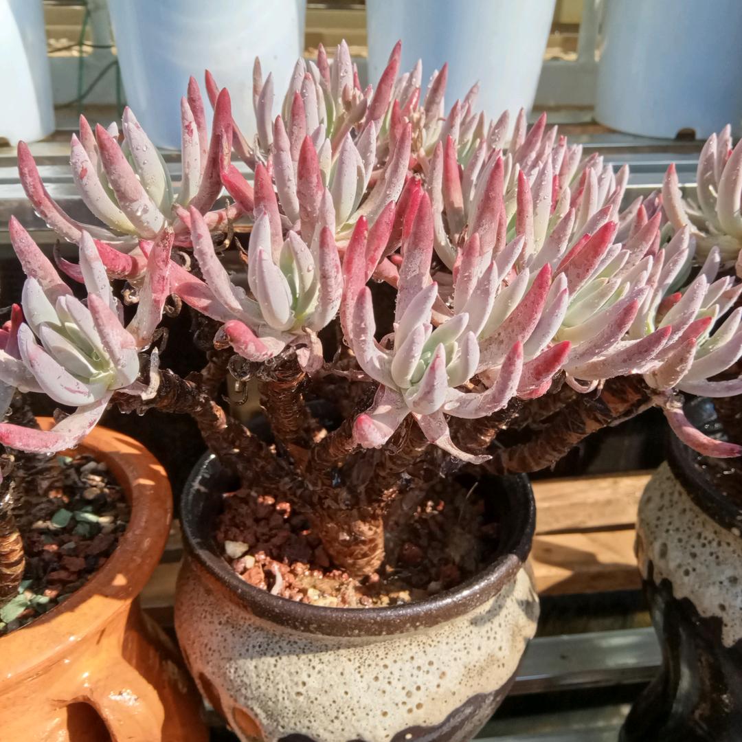 雨落的多肉小院