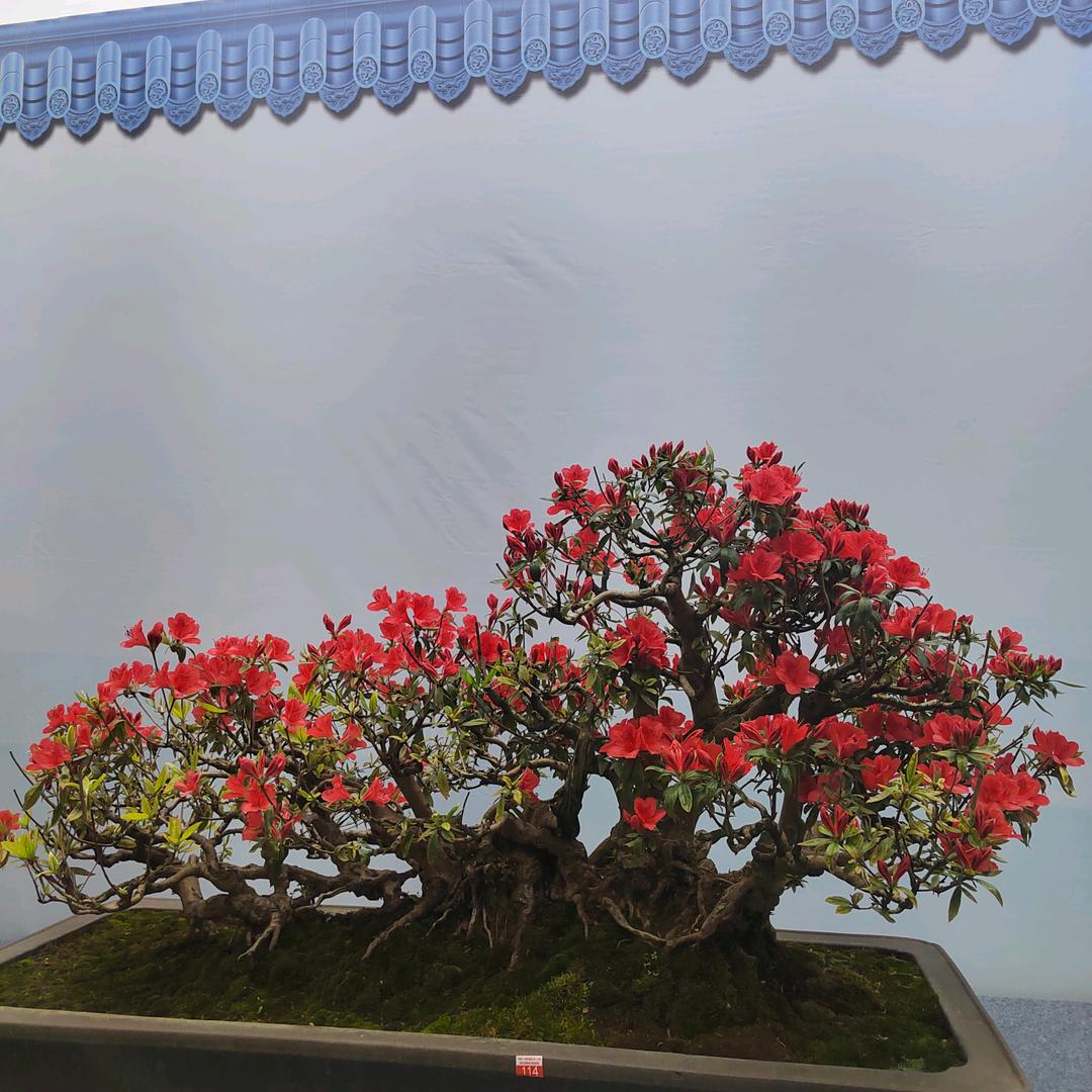 逵岭盆景园艺基地