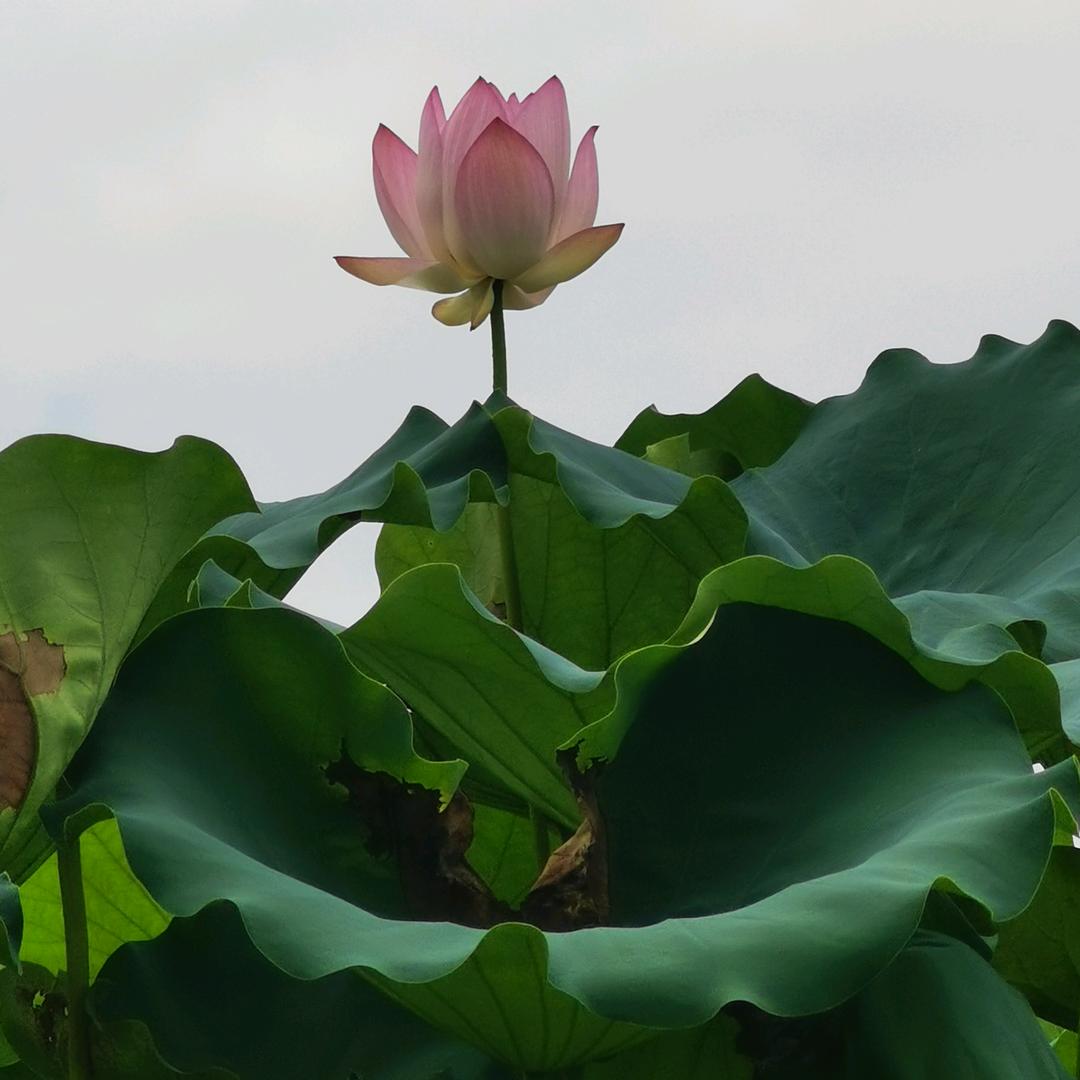 🍂ꦿ浪漫ᰔᩚ石光ོ࿐