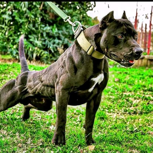 腾达犬舍（比特）