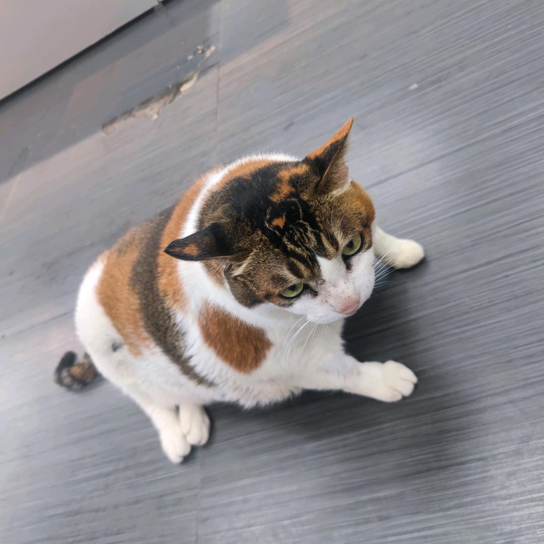 ァ淡然り