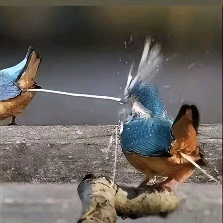 江木