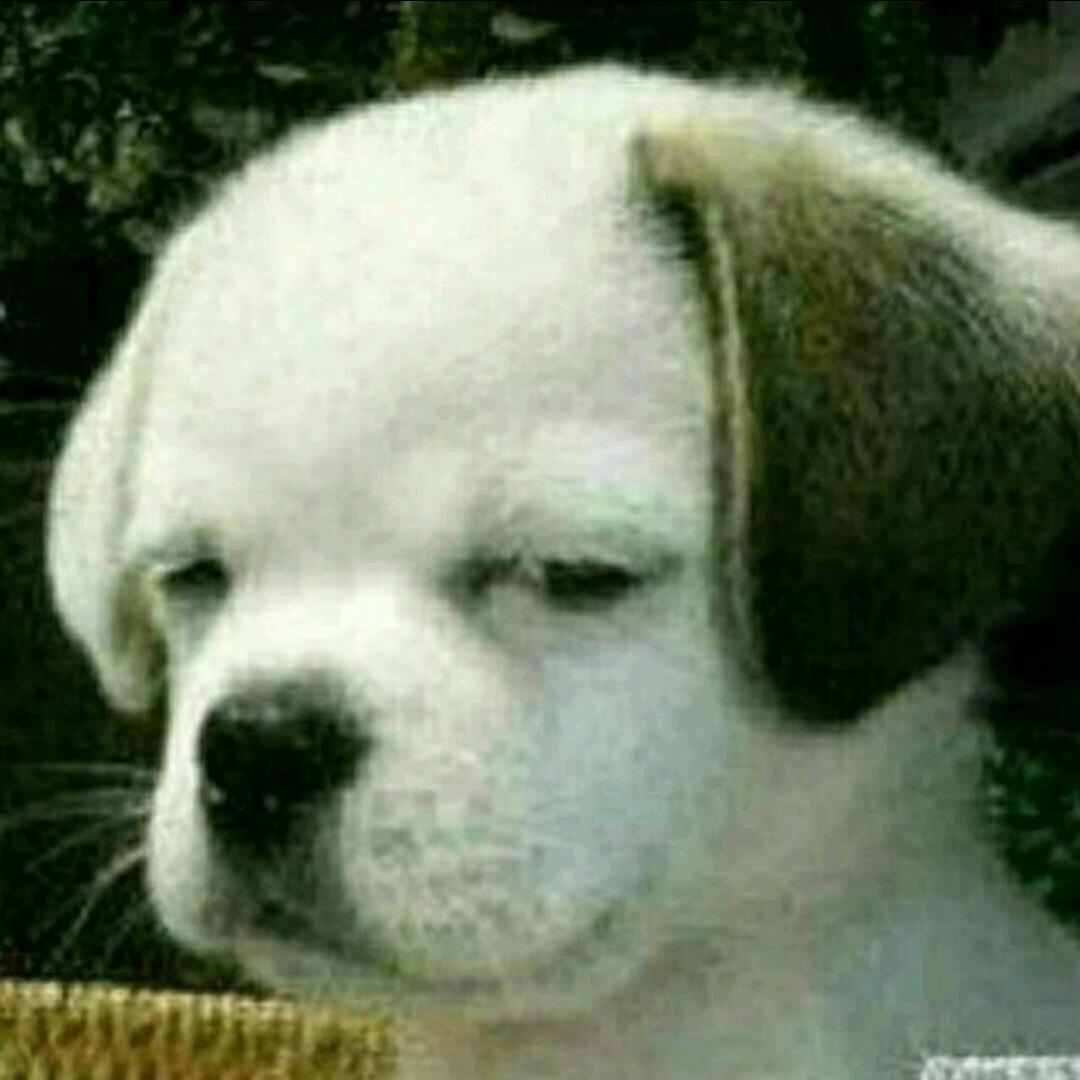 国一男枪张嘉文