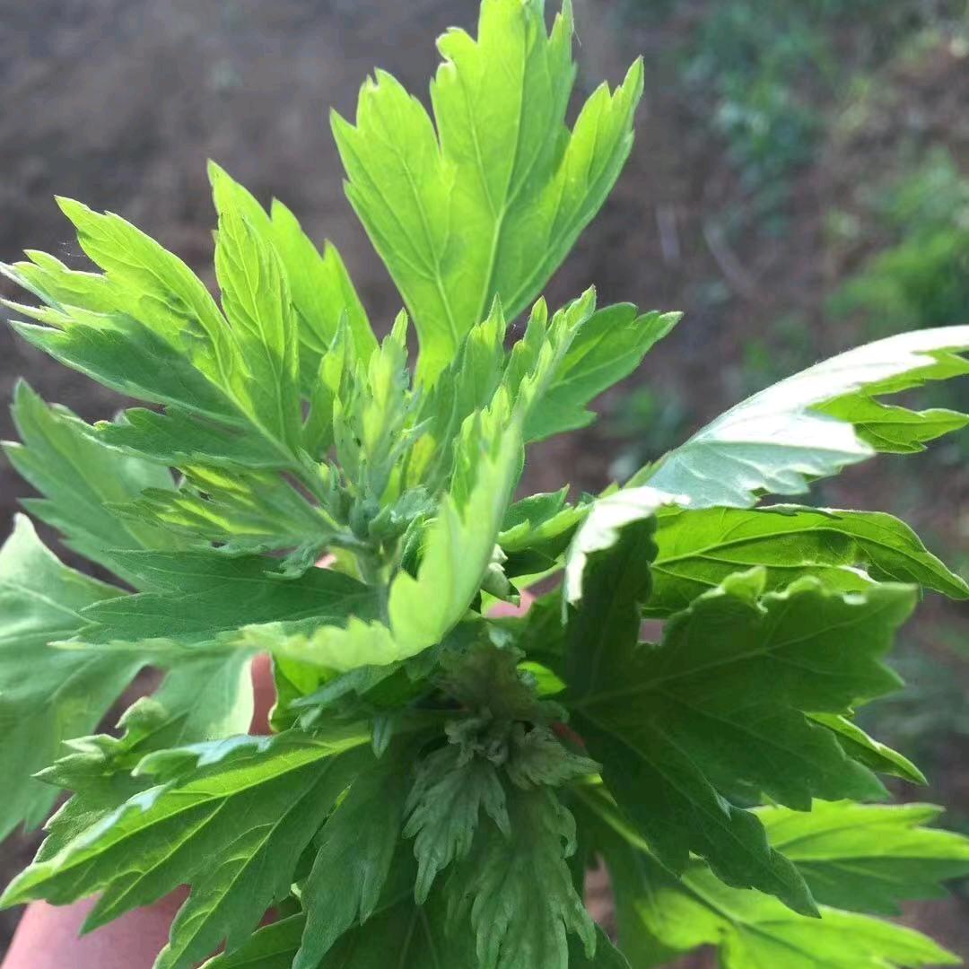 汉都良品艾生活