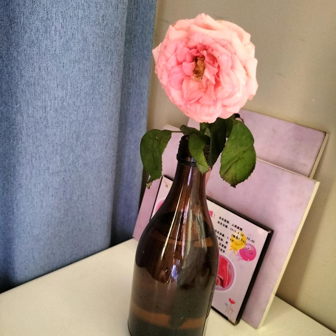 雨落花蕊