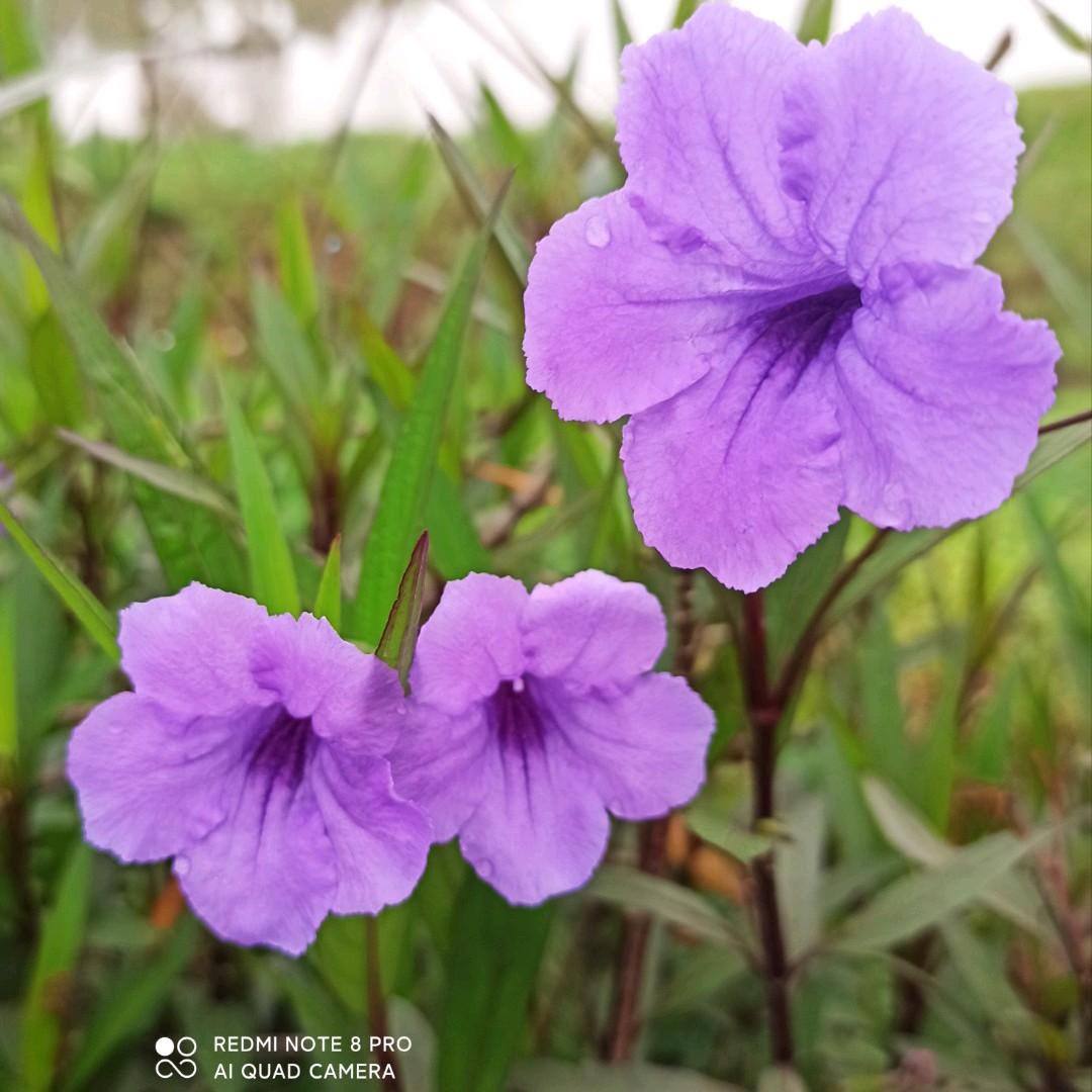 用户8519435132863随风