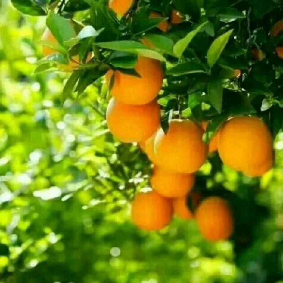 香橙树