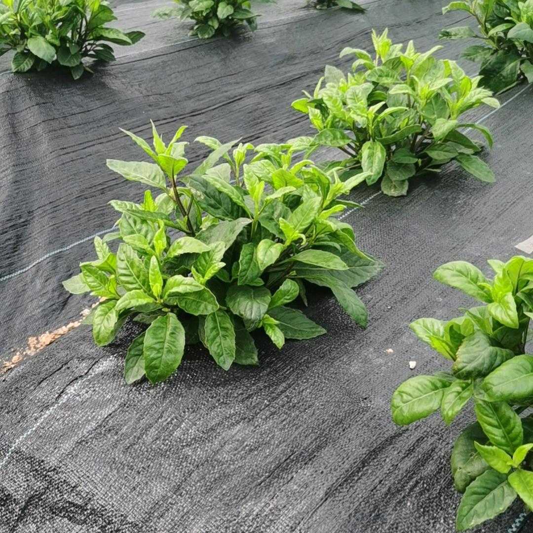 广西特种野菜基地直供