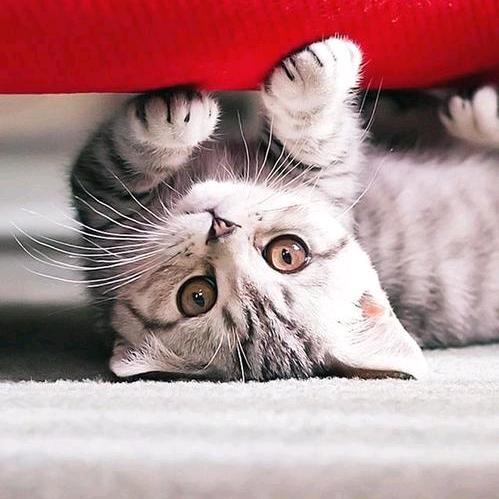 饭团子的美食猫窝