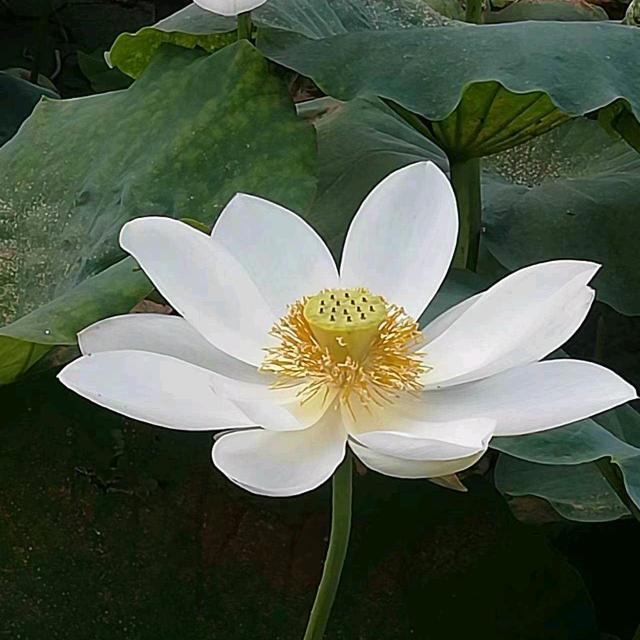 《木》《子》《李》