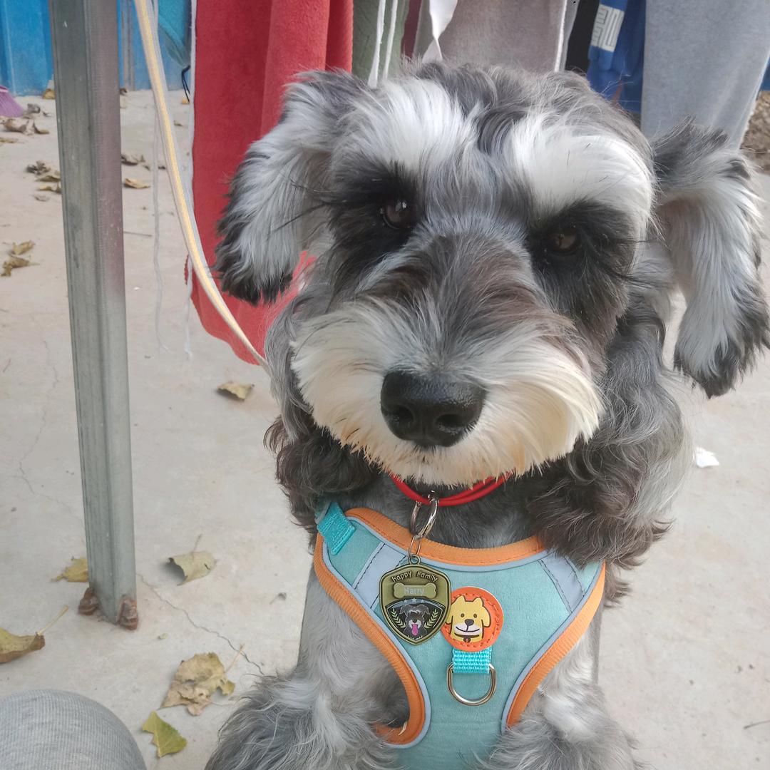 harry是只雪纳瑞