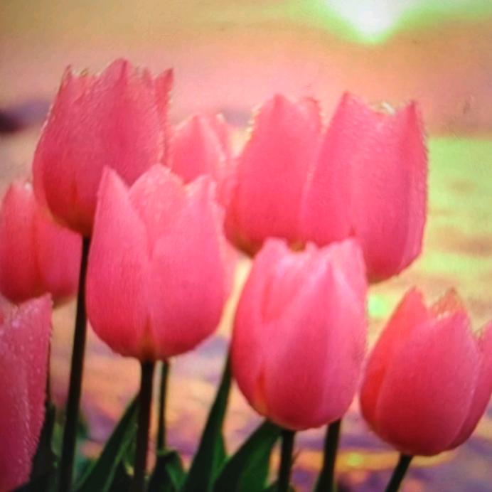 两个公主的麻麻