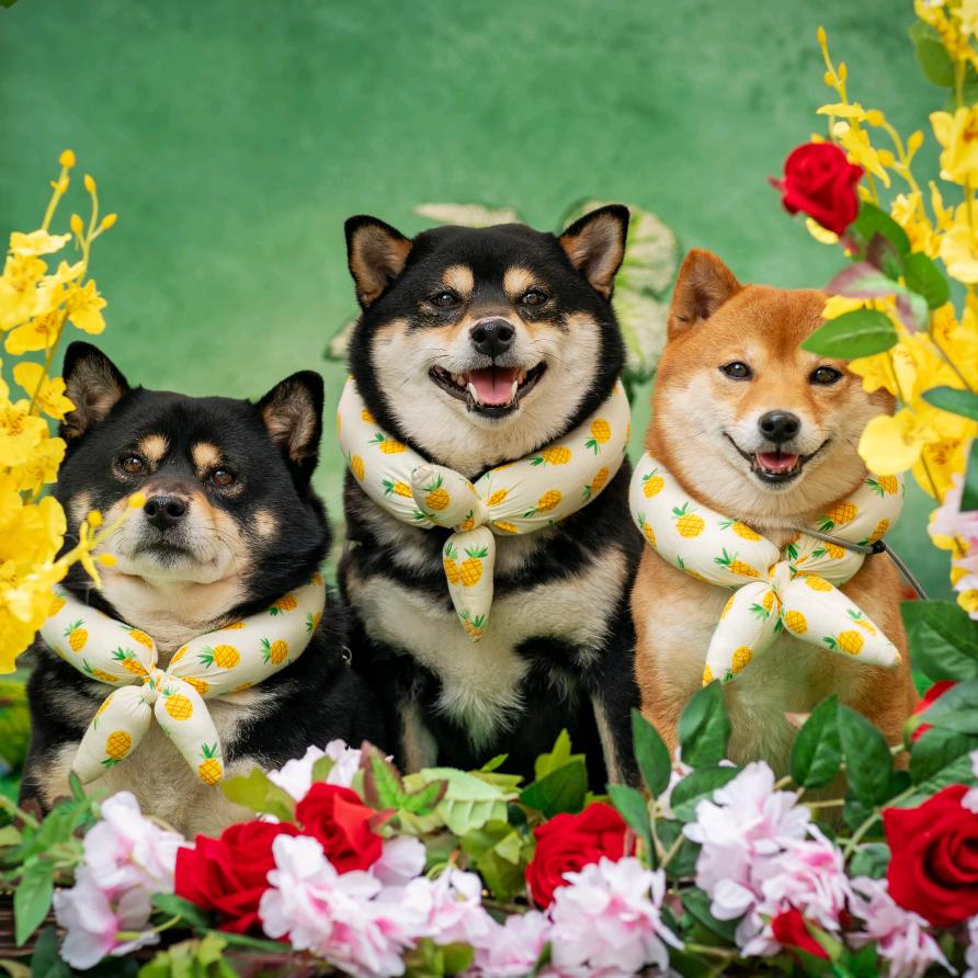 🌈柴犬珍珠和它呢小宝们🌈