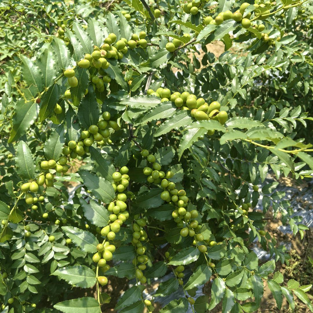 酸枣种植（王成龙）