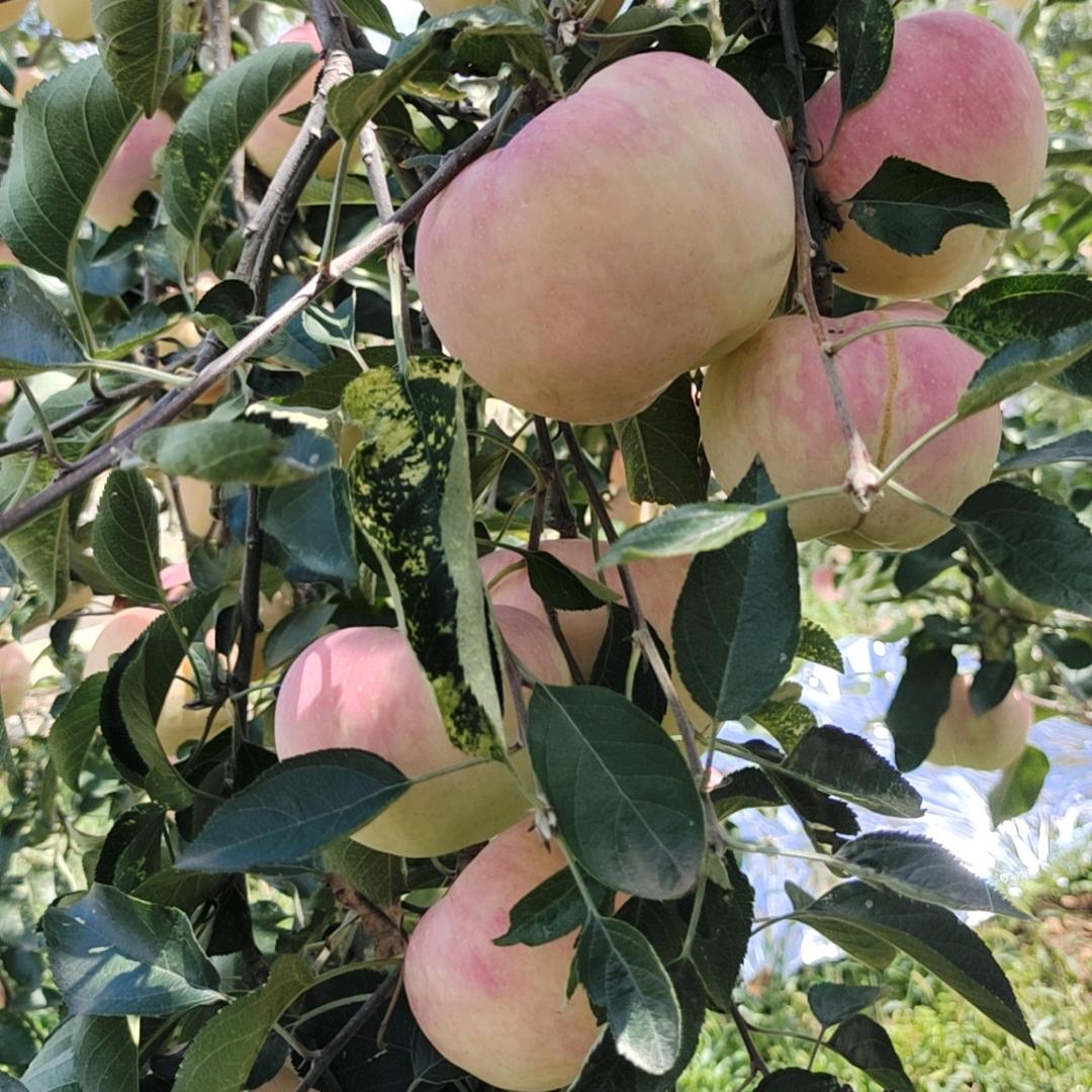 浪哥，专业，奶粉，零食，