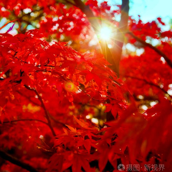 红红的小太阳光芒万丈