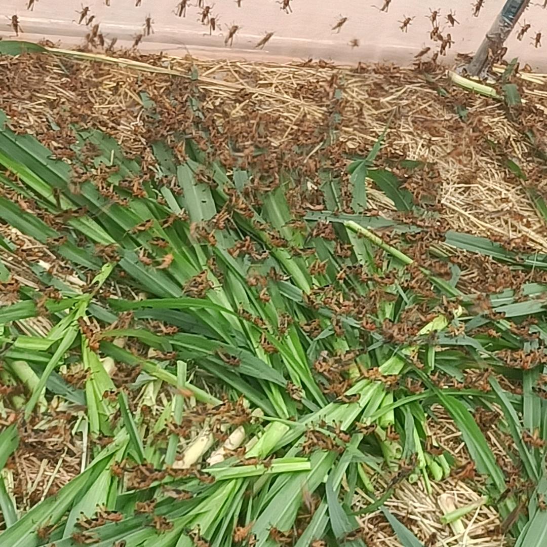 斌记蚂蚱养殖