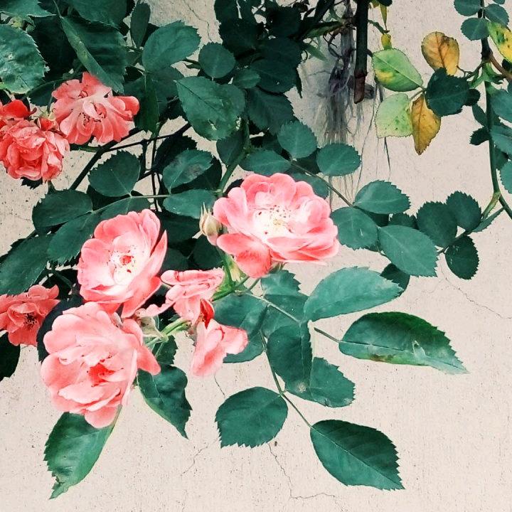 么妹