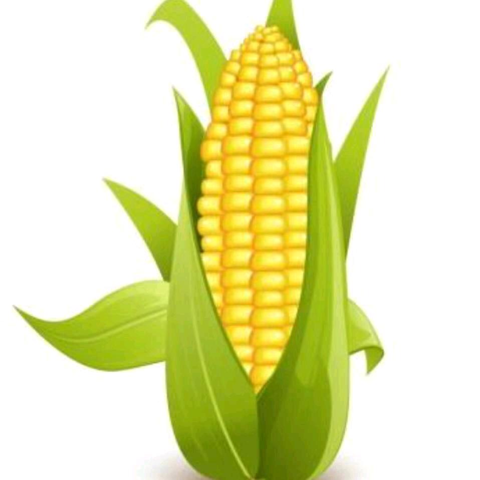 玉米