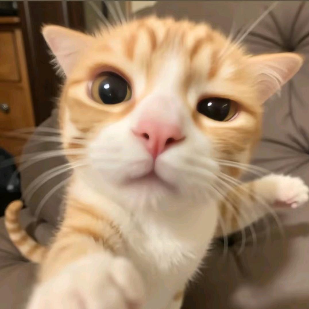 芝士猫猫🐱