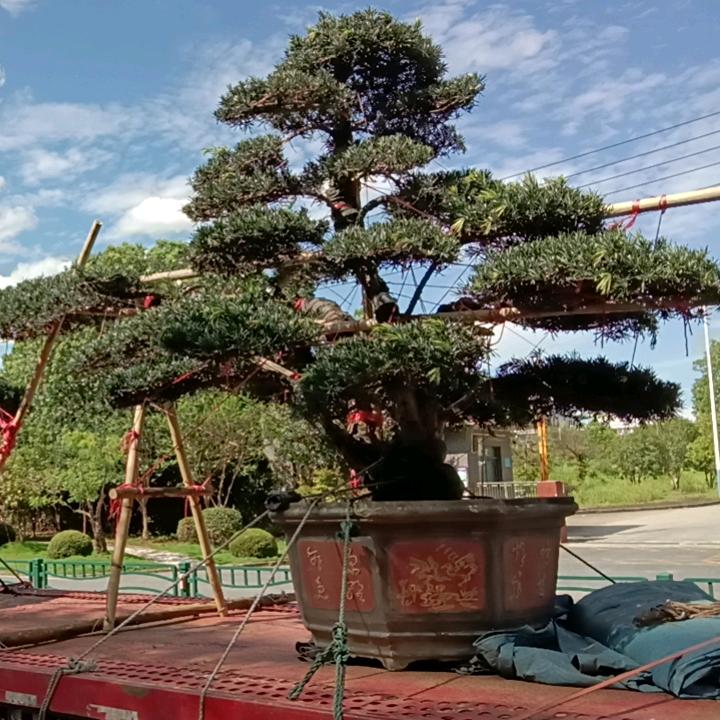豪情明郎