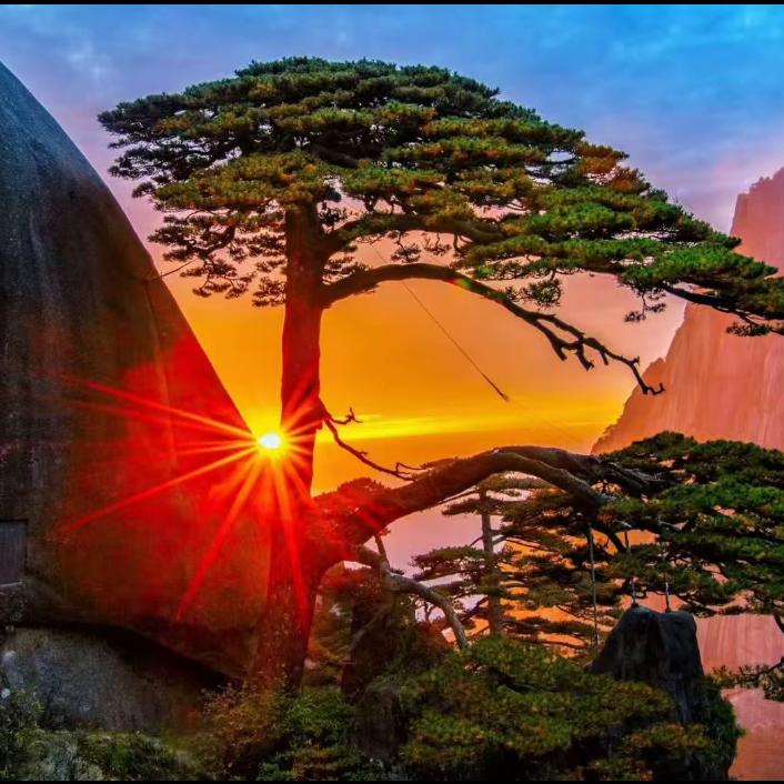 南有相思，北有乔木