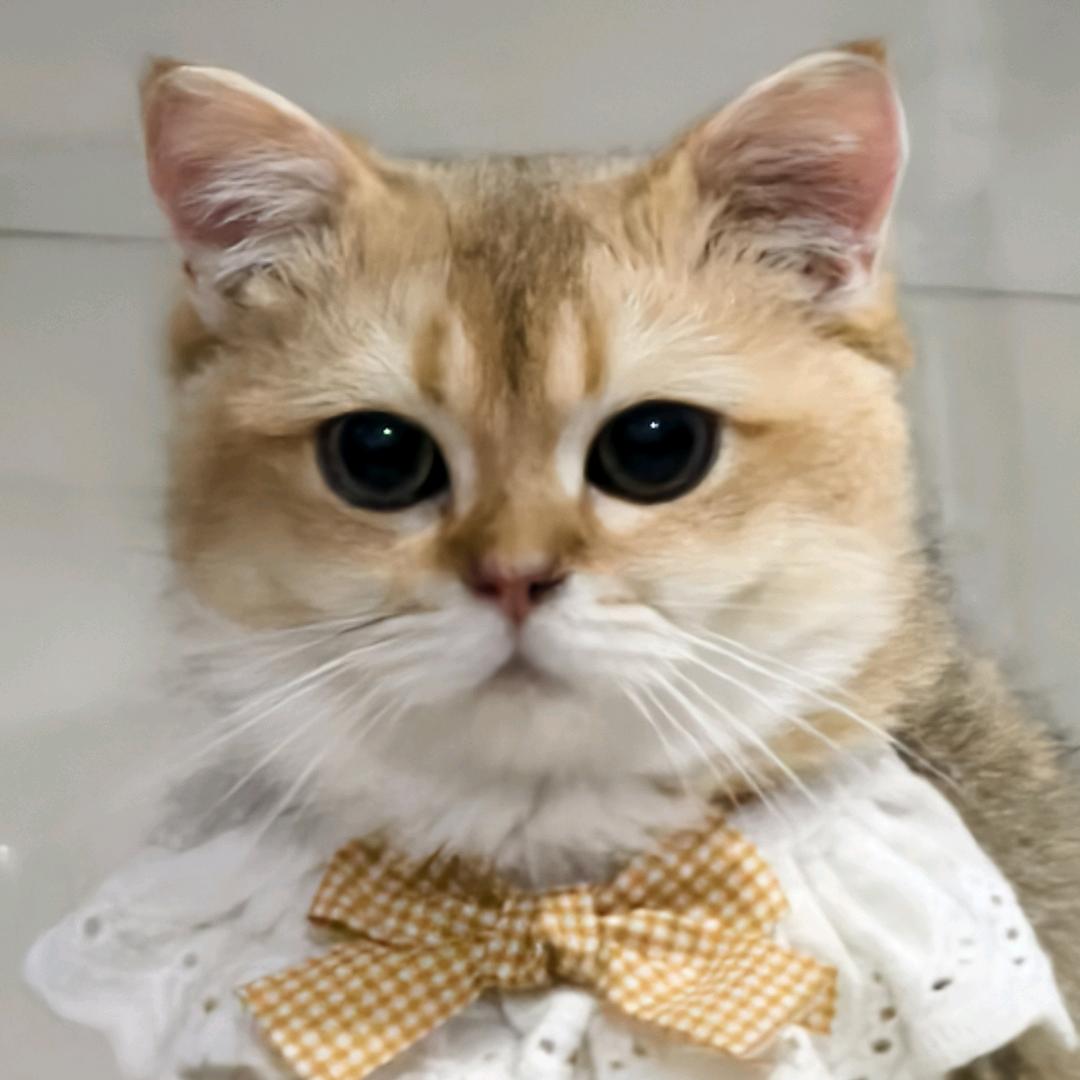嘟嘟喵🐱