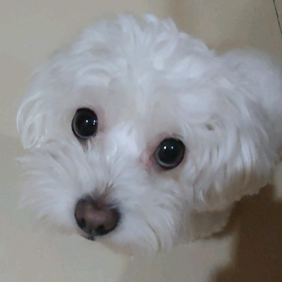 茉莉小绿