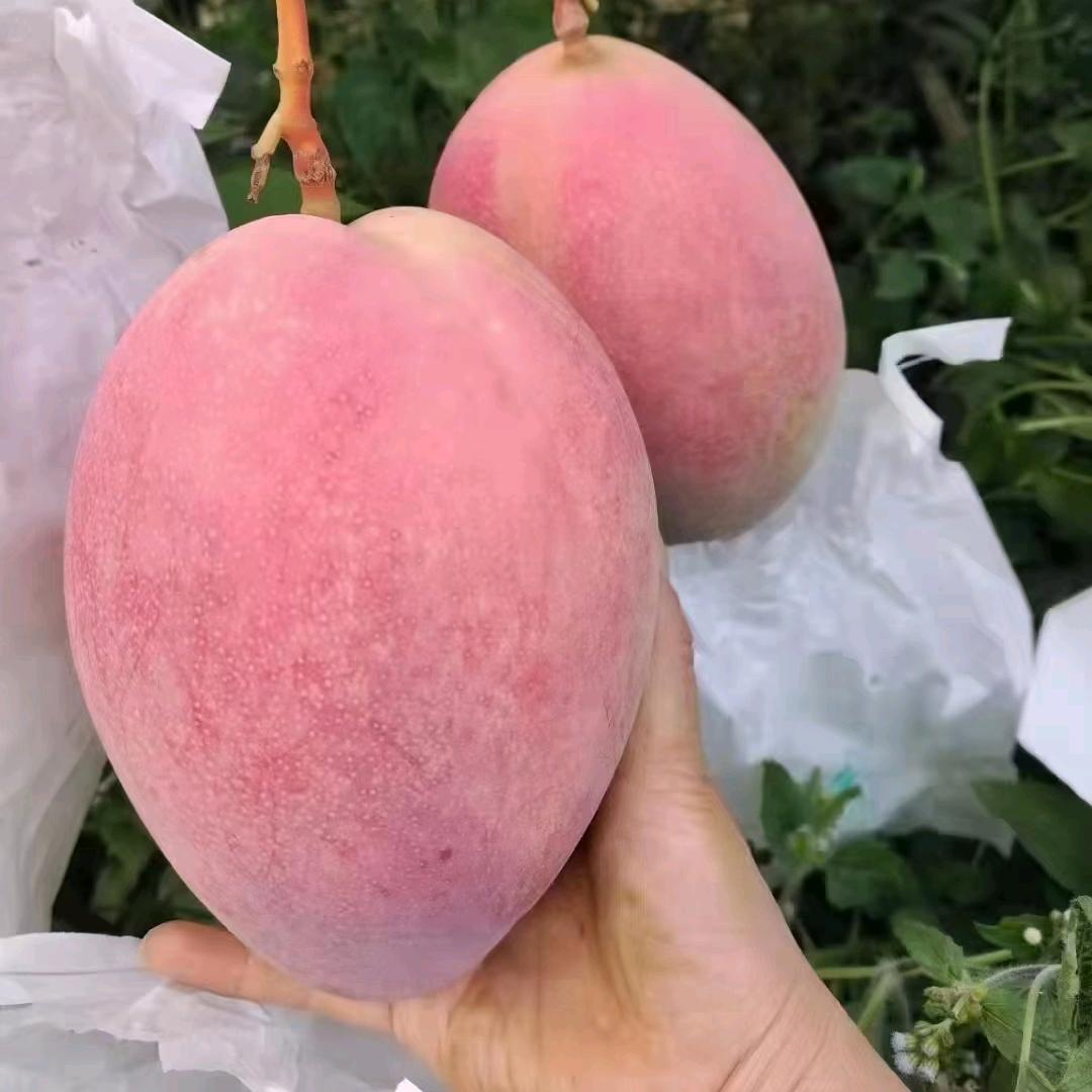 攀枝花果蔬优选