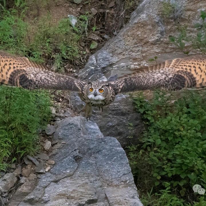 乐在沟通小石头