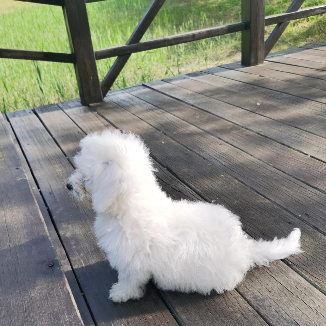 肉包小可爱