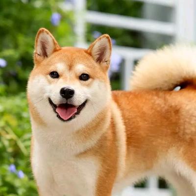 十全十美