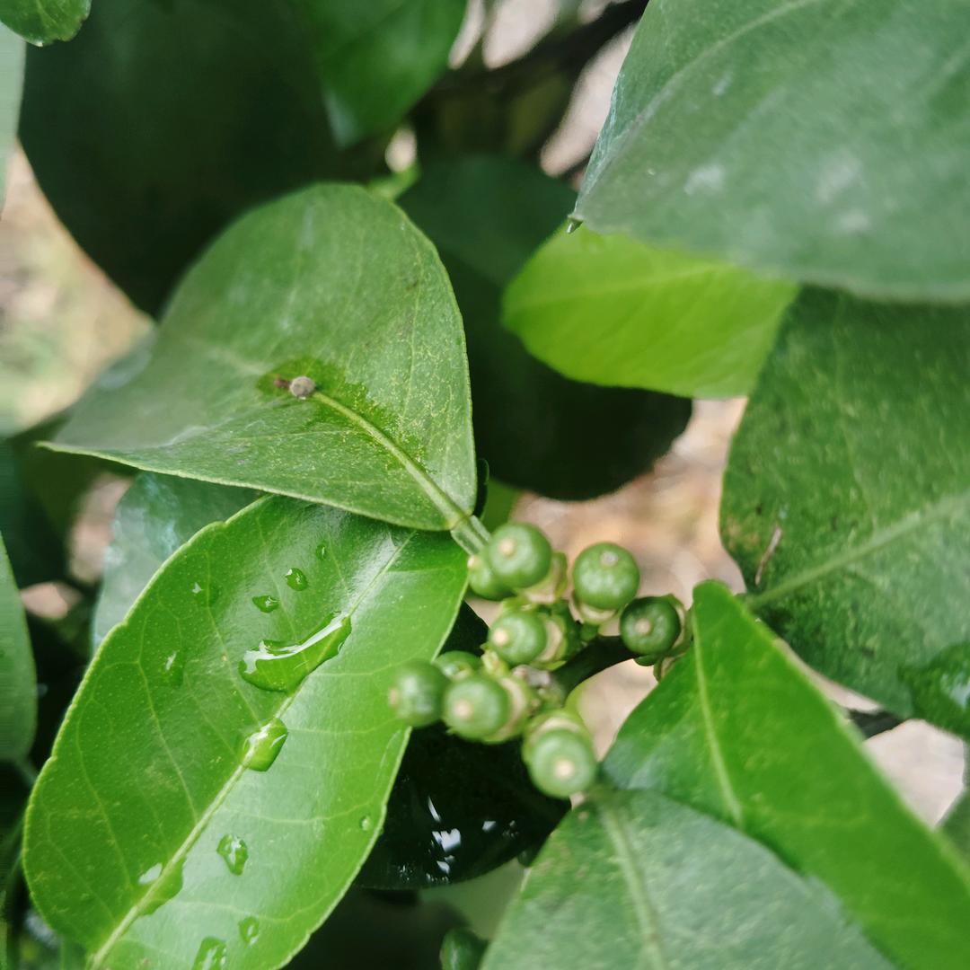 小潘