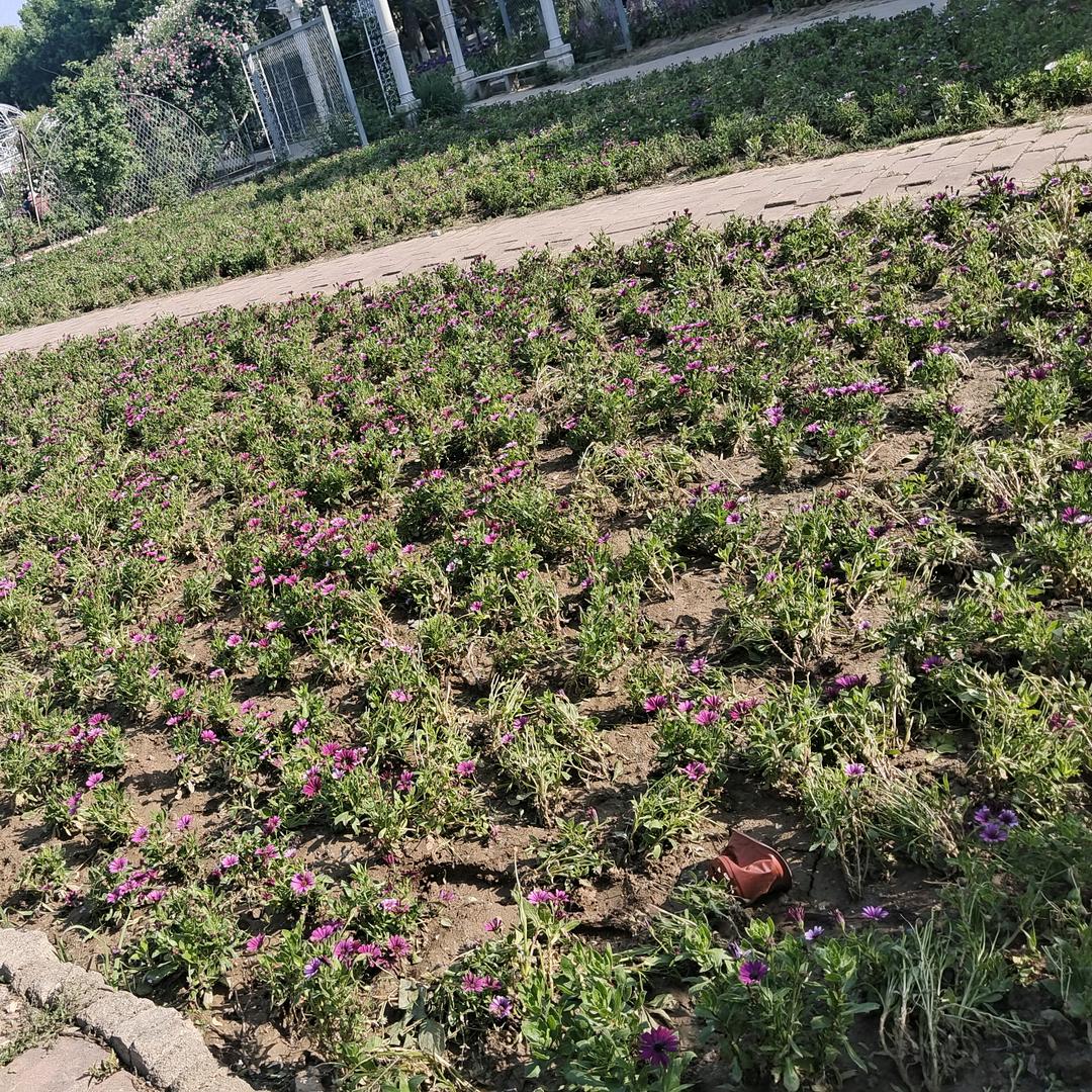 花开