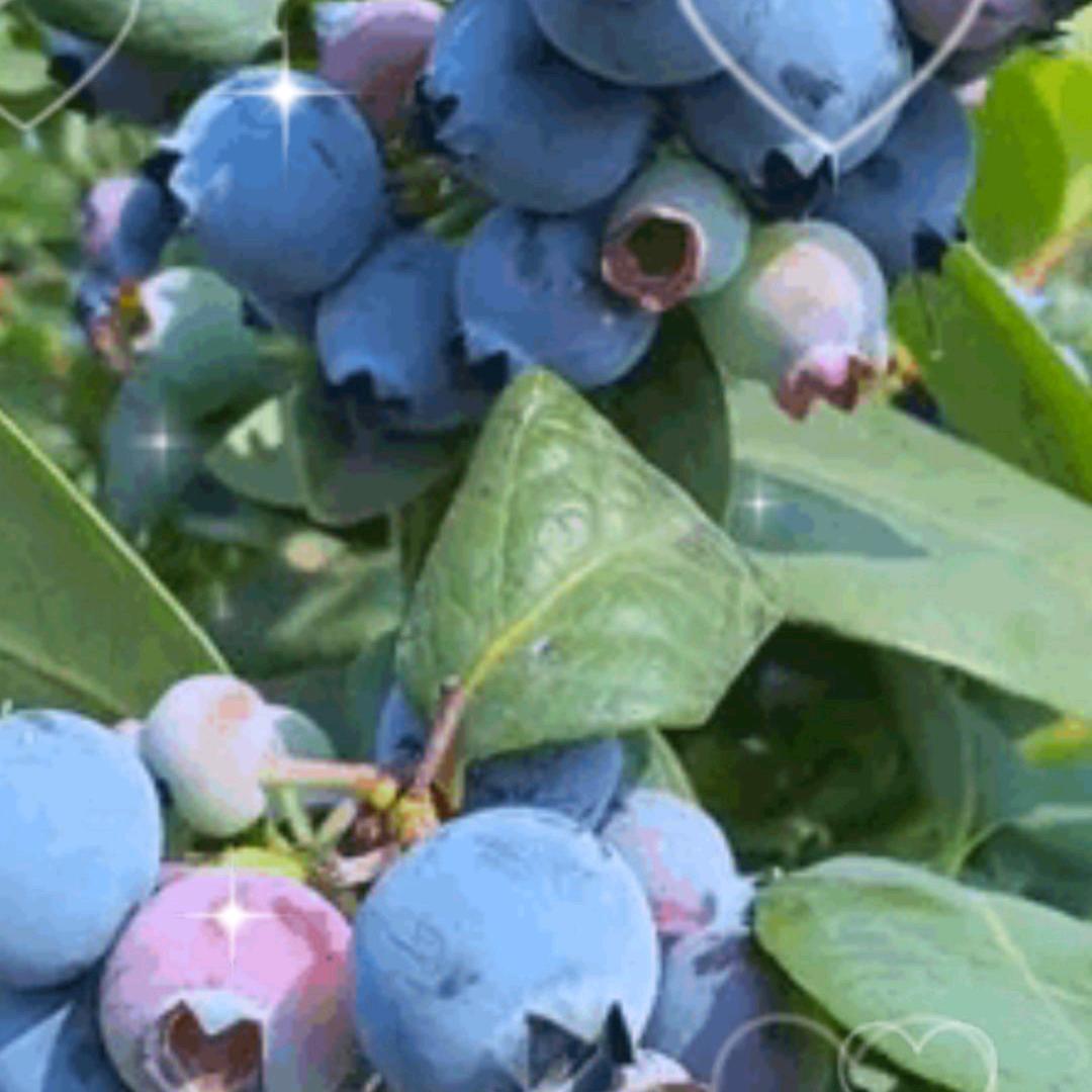 我是一个憨憨，郭