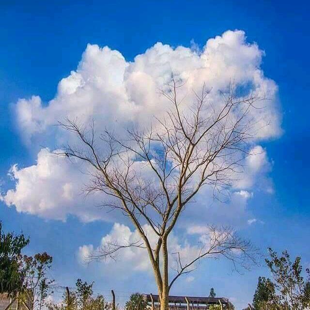 落叶无声
