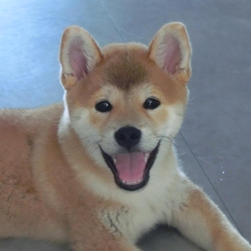 蛋黄妈爱打母鸡