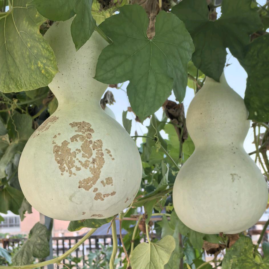 薄皮小饺子